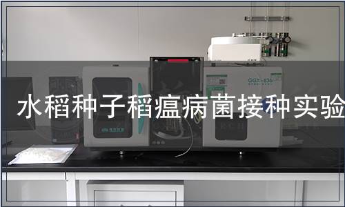 水稻种子稻瘟病菌接种实验