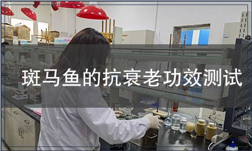 斑马鱼的抗衰老功效测试